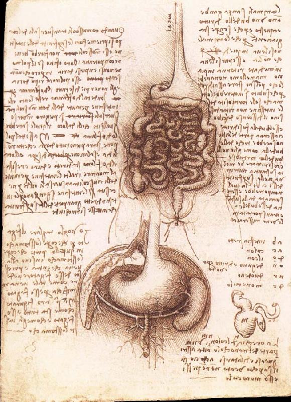 LEONARDO da Vinci Anatomical drawing of the stomach and the intestine oil painting picture